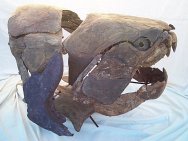 Dunkleosteus sp., a Late Devonian Placoderm Armored Fish from Morocco This armour plated fish grew to 30 feet. The Placondermi family evolved in the Lower Devonian and perished the Lower Carboniferous, leaving no descendants living today. 