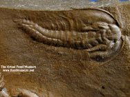 Olenellus Trilobite