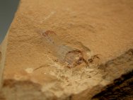 Priapulid Worm fossil