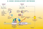 gene regulatory network