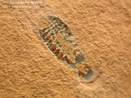 Aglaspid Arthropod Fossil