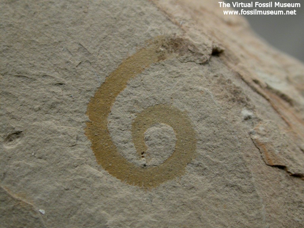 Cambrian Worm Fossil