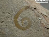 Annelid Fossil