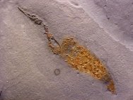 Chancelloria fossil sponge