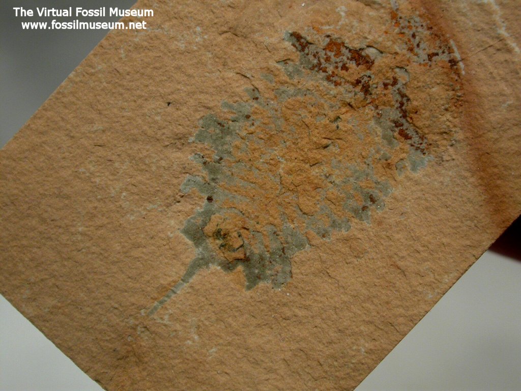 Emeraldella Arthropod Fossil