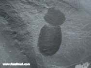 Crumillospongia Sponge Fossil