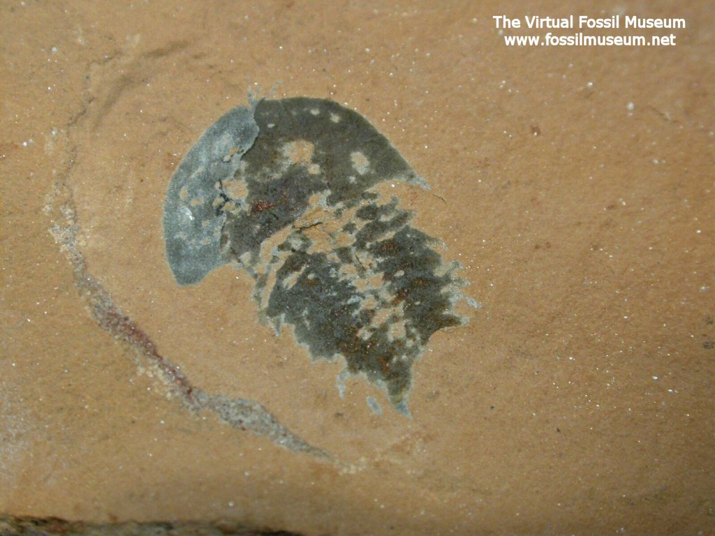 Lamellipedia Trilobitomorph Fossil Weeks Formation,