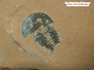 Trilobitomorph fossil