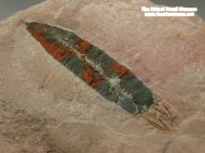 Enigmatic Cambrian Fossil
