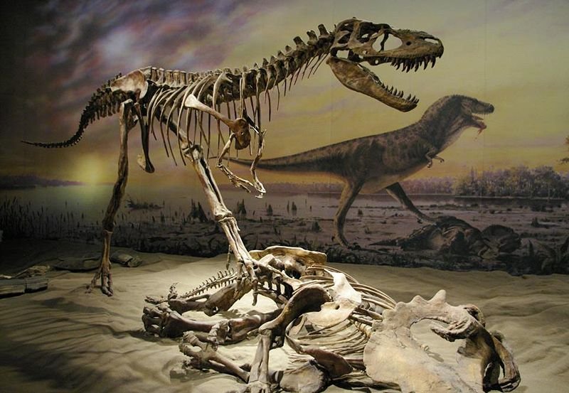 Albertosaurus