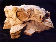 Ankylosaur Dinosaur Skull