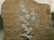 dinosaur tracks