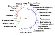 Phylogenetic tree showing the relationship between the archaea and other forms of life. Eukaryotes are colored red, archaea green and bacteria blue.