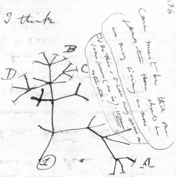 Darwin tree of life