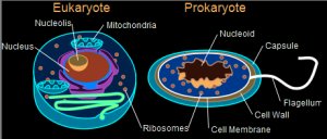 Eukaryote and Prokaryote Cell Comparison