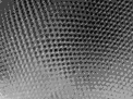 Compound eye of modern insect