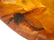 Baltic Amber Non-Biting Midge