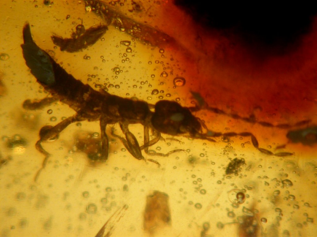 Earwig In Amber