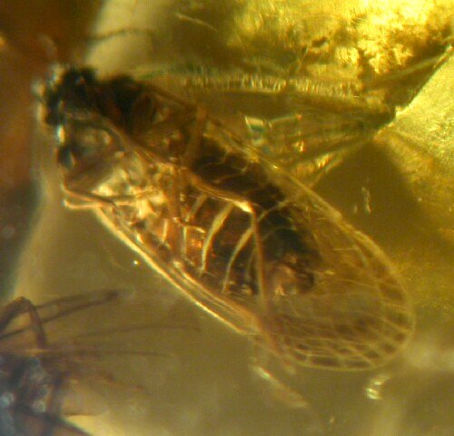 Homoptera in amber