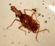 Fossil Amber with Large Planthopper