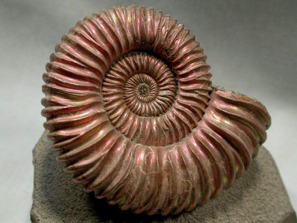 Fossil Pictures Ammonites