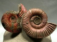 Jurassic ammonites from Russia