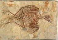 Protopteryx fengningensis