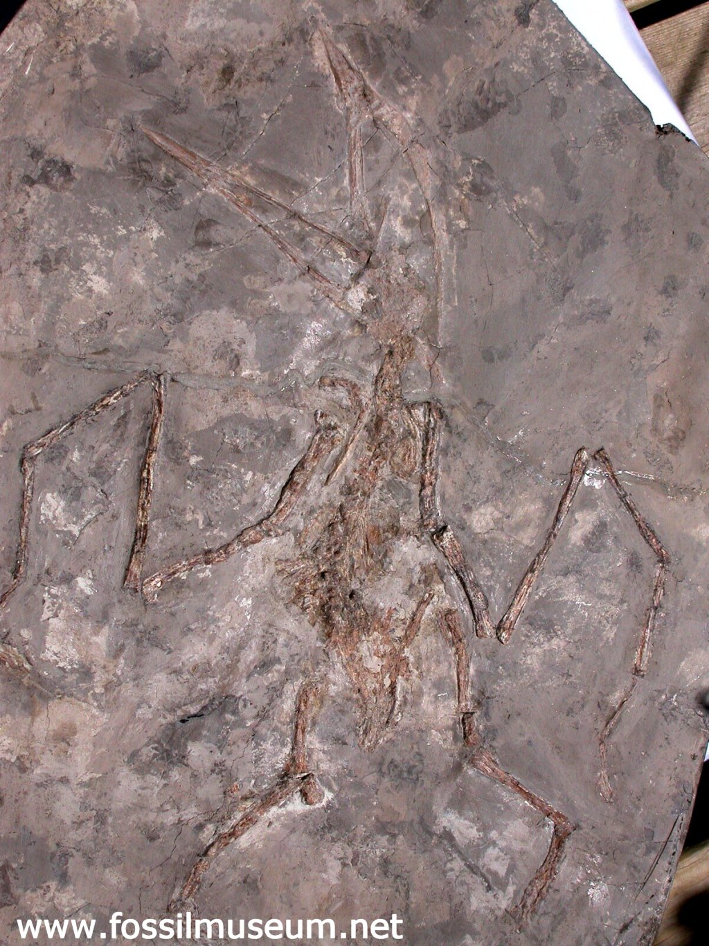 Sinopterus gui Liaoning Cretaceous Bird Fossil