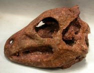 Gobi Reptile Fossil Skull