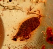 Pliocene Fossil Amber with Rare Isopod Crustacea