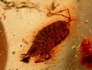 Isopoda in Fossil Amber