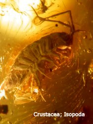 Isopod Crustacea in fossil amber