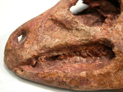 gobi desert dinosaur fossils