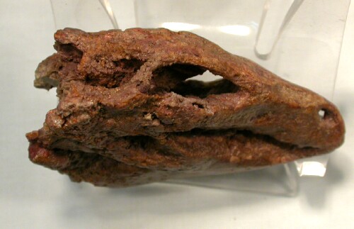 gobi desert dinosaur fossils