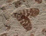 Cretaceous Scorpionfly Insect Fossil