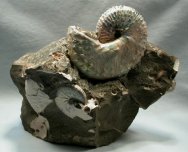 Discoscaphites Fox Hills Ammonite
