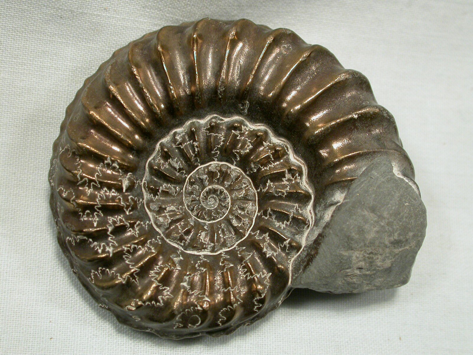 http://www.fossilmuseum.net/Fossil_Galleries/Ammonites/Pleuroceras/Pleuroceras-orig.jpg
