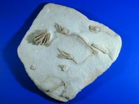 Seven Species of Crawfordsville Crinoids