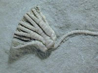 Rare crinoid Sarocrinus varsourensis