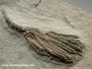 Pachlocrinus aequalais Lower Mississippian Crinoid from Crawfordsville Indiana