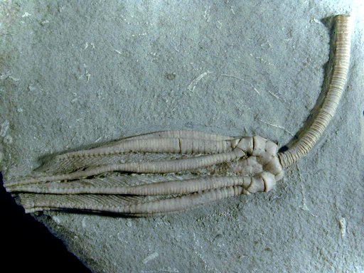 Pachlocrinus