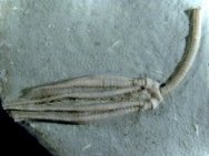 Parascytalocrinus validus