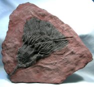 Scyphocrinites, a palagic Camerate crinoid was able to float long distances