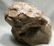 Psittacosaurus sinensis Dinosaur Skull