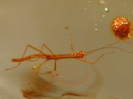 Fossil amber Phasmida