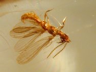 Flying termite in fossil amber