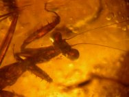 Praying Mantis in Fossil Amber
