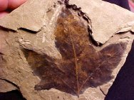Acer Plant Fossil
