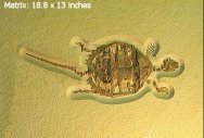 Chelidridae Turtle Fossil