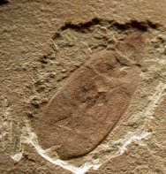 Planthopper Fossil